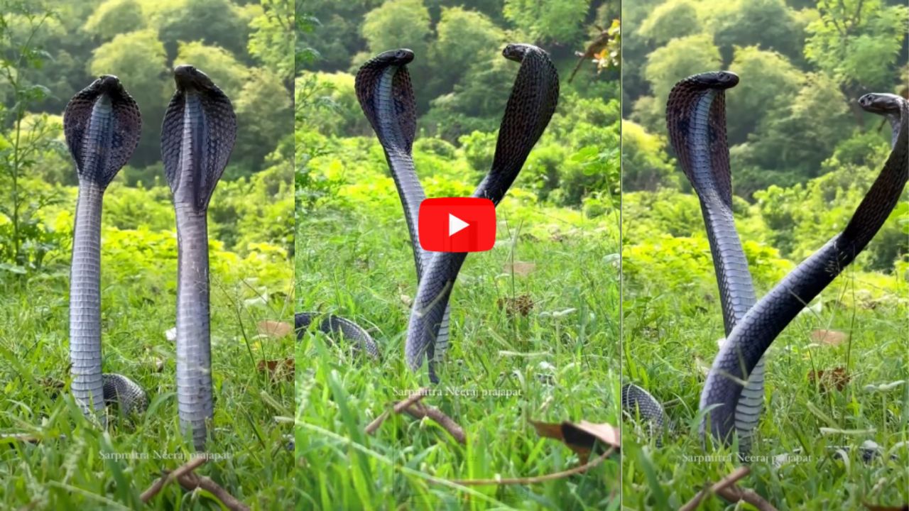 Snake Video