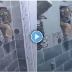 Tiger Bathroom Viral Video 2025