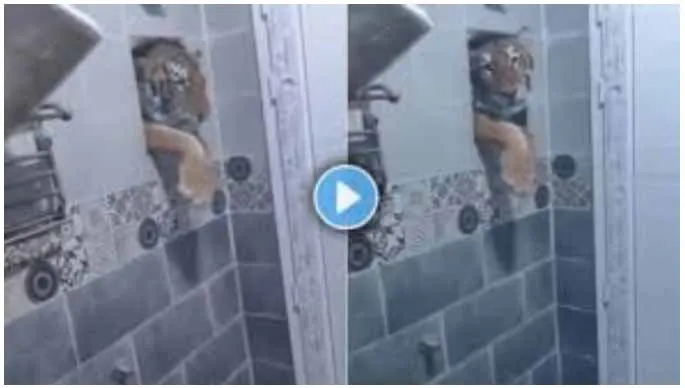Tiger Bathroom Viral Video